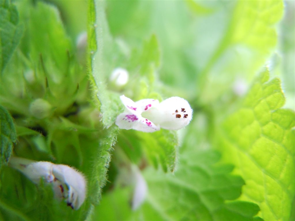 Fiorellini da identificare - Lamium purpureum